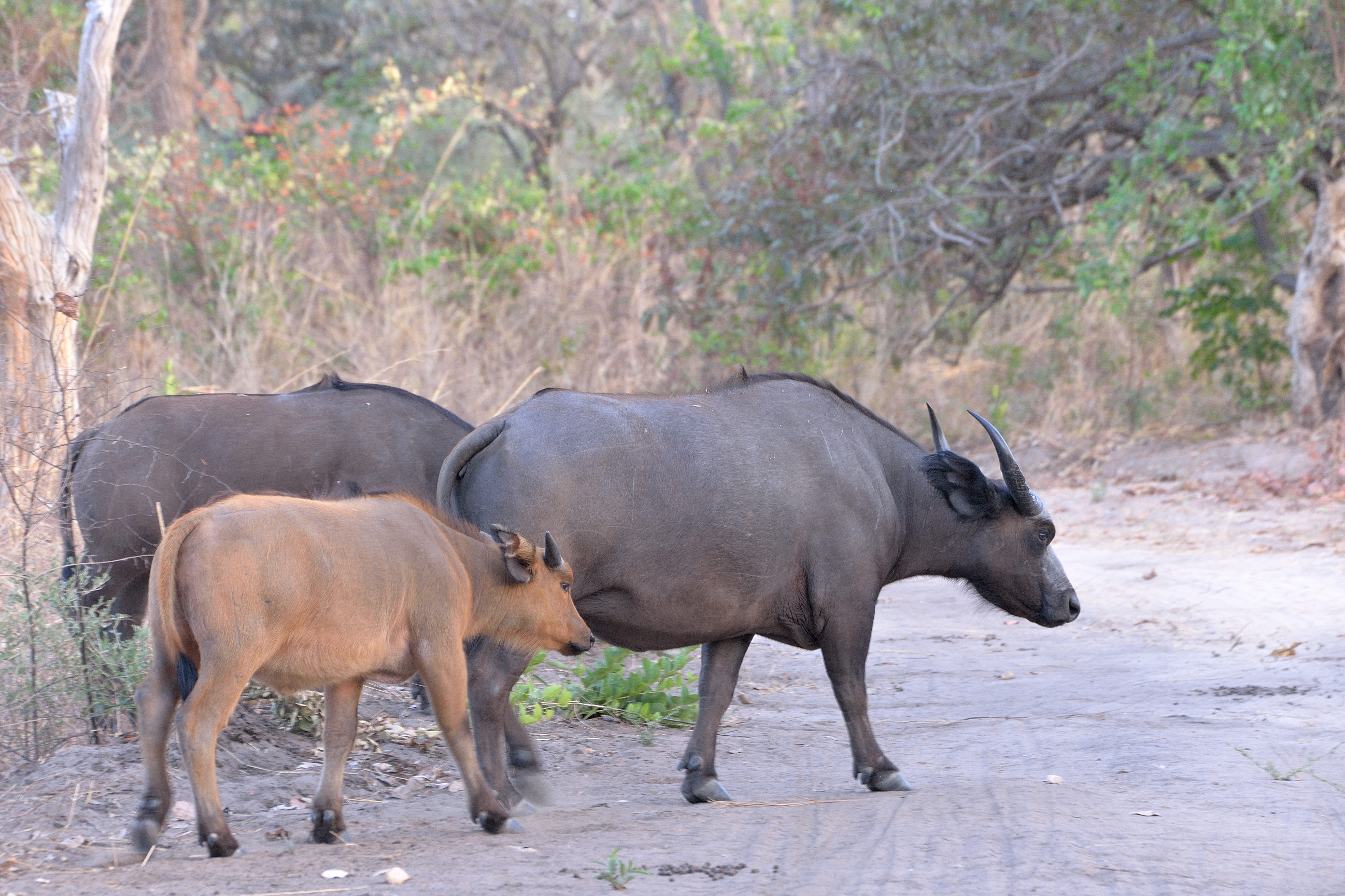  Buffles de forêt ou buffles nains adultes et juvénile (Dwarf forest buffalo, sous-espèce de l'African buffalo,  Syncerus caffer sous-espèce nanus, ), Reserve de Fathala, Sénégal.